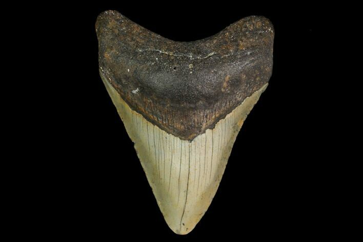 Fossil Megalodon Tooth - North Carolina #147027